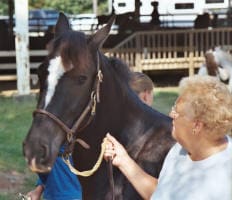 A person with blonde hair holds the reins of a dark brown horse with a white blaze on its face, standing outdoors near a railing with another person partially visible in the background.