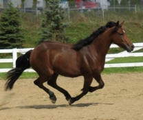 A brown horse with a black mane and tail is running in a sandy enclosure with a white fence and some trees in the background.