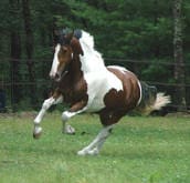 A brown and white horse gallops energetically across a grassy field with a background of dense green trees.