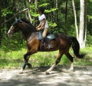 A person wearing a helmet, riding boots, and a white shirt is riding a brown horse on a dirt path in a forested area.