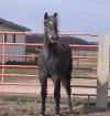 A gray horse standing in a fenced paddock with a building in the background.