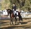 Person riding a dark horse in an outdoor equestrian arena, surrounded by trees and fencing.