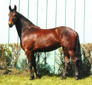 A brown horse stands on grass beside a green corrugated metal wall and bushes.