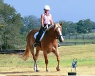 A person wearing a helmet and riding attire rides a horse in an outdoor setting with trees and fencing visible in the background.