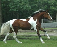 A brown and white pinto horse trots across a grassy area, with trees and a fenced background.