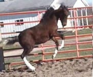 A dark brown horse with white socks on its legs jumps energetically in a fenced paddock.