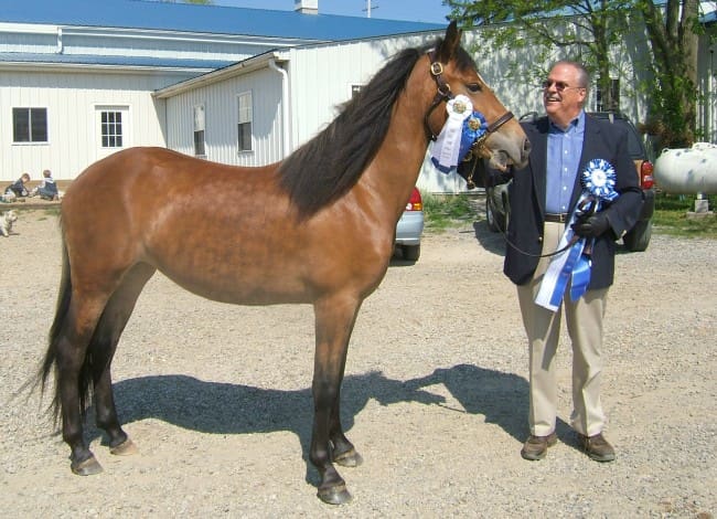 A man in a suit stands beside a brown horse adorned with winner's ribbons, likely at a competition or show, with a white building in the background.