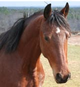 A brown horse with black mane and small white patch on forehead stands outdoors.