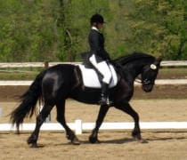 A rider in formal equestrian attire rides a dark horse, performing in a dressage arena outdoors.