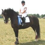 A person wearing equestrian gear is seated on a dark horse adorned with white and blue ribbons. They are in an open field with trees in the background.