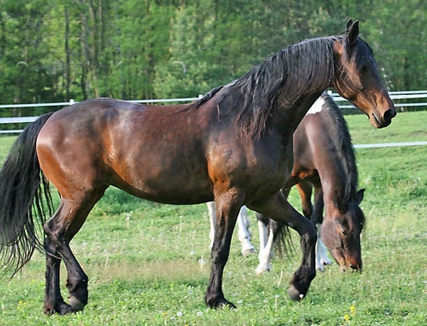 Two horses are in a grassy field. A brown horse is in the foreground, walking, while another brown and white horse is grazing in the background. Trees and a white fence are visible.