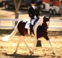 A person in an equestrian outfit rides a black and white horse in a fenced outdoor area. A horse trailer is visible in the background.