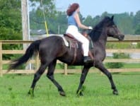 A person with long hair rides a dark-colored horse in a grassy, fenced area.