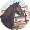 A black horse stands near a fence with a building visible in the background.