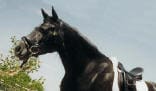 A black horse with a white saddle is standing outdoors under a clear sky. There are green leaves visible nearby.