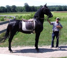 A person stands next to a large black horse with a saddle in an outdoor setting with grass and trees in the background.