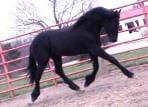 A black horse is trotting in a fenced area, with a building and trees visible in the background.