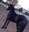 A black horse stands in a fenced dirt paddock with trees and buildings in the background.