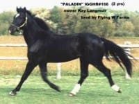 A black horse with white markings on its legs is trotting in a fenced area. The text on the image reads, "Paladin IGGHR#185 (2 yrs) owner Kay Langmuir bred by Flying W Farms.