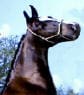 A dark brown horse wearing a white halter stands with its head turned slightly to the side, against a background of blue sky and trees.