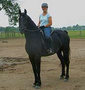 A person wearing a helmet and blue shirt rides a black horse in a dirt paddock area with a fenced field in the background.