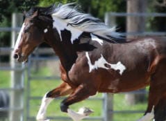 A brown and white horse with a flowing mane runs in an open area with blurred green and brown background.