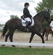 Person in equestrian attire riding a dark horse in a fenced outdoor arena with other riders in the background. The rider is wearing a helmet and competition number 43.