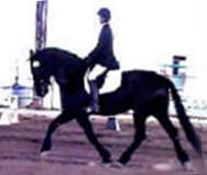 A person in riding attire is on a dark horse performing a dressage movement in an arena.