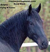 A close-up of a black Friesian-Thoroughbred cross horse named Royal Black, with text indicating its breed, name, owners Quigley and Flying W Farms. The background shows a blurred natural setting.