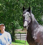 A person with glasses and a blue shirt stands next to a black horse, outdoors near a wooden fence and trees.