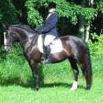 Person in equestrian attire riding a black horse with white markings, standing on grass with trees in the background.