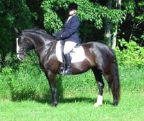 A person in a riding outfit sits on a black horse with white markings, standing on grass with trees in the background.