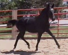 A black horse trots inside a fenced sandy enclosure on a sunny day.