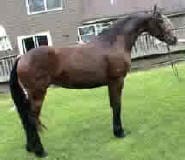 A brown horse with a black mane and tail stands on a grassy lawn in front of a building with large windows.