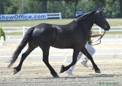 A black horse trots in a sandy arena, led by a person holding a rope. A white fence and trees are visible in the background.