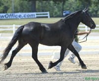 A black horse is being led by a person in a sandy outdoor area with white fencing in the background.