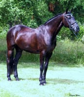 A black horse stands on green grass with a background of trees.