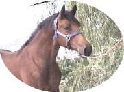 A brown horse with a white blaze on its face is shown in a profile view, wearing a blue halter, and standing against a backdrop of greenery.