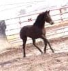 A black horse trots in an enclosed outdoor area with metal fencing. The ground is covered in dry grass and dirt.