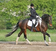 A person in formal equestrian attire is riding a dark bay horse in a dressage event, with lush greenery in the background.