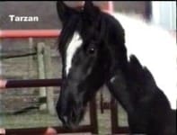 A black and white horse with the name "Tarzan" written in white text on the image stands near a fence.