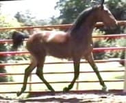 A horse with a sleek brown coat and black mane, trotting inside a red metal fence enclosure on a sunny day.