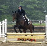 A person wearing equestrian gear is riding a horse over a jump in an outdoor arena with greenery in the background.