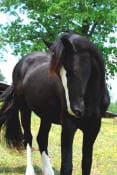 A black horse with a white stripe on its face stands on a grassy field with trees in the background.