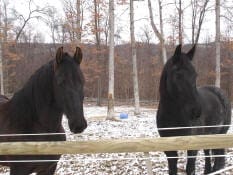 Two dark horses stand behind a wooden fence in a snowy forest area with leafless trees.