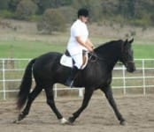 Person riding a dark-colored horse in an outdoor arena with a white fence, wearing a white shirt and black helmet.