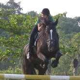 A person riding a dark-colored horse while jumping over an obstacle outdoors. The background shows green trees and foliage.