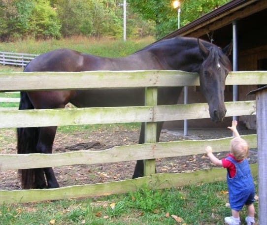 A young child in red and blue overalls reaches through a wooden fence towards a tall black horse. The horse is standing inside the fenced area near a wooden structure.