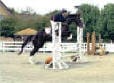 A rider on horseback clears a high jump in an outdoor arena with white fencing and trees in the background.