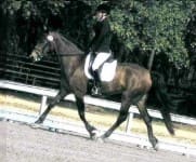 A person riding a horse in an outdoor equestrian arena. The rider is wearing a black helmet and equestrian clothing. Trees are visible in the background.